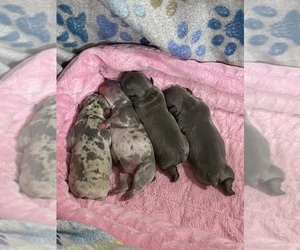 French Bulldog Litter for sale in STANLEY, NC, USA