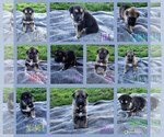 Small Photo #1 German Shepherd Dog-Siberian Husky Mix Puppy For Sale in CANISTEO, NY, USA