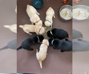 Labrador Retriever Litter for sale in CLEARWATER, ID, USA