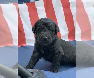 Labradoodle Litter for sale in NIANGUA, MO, USA