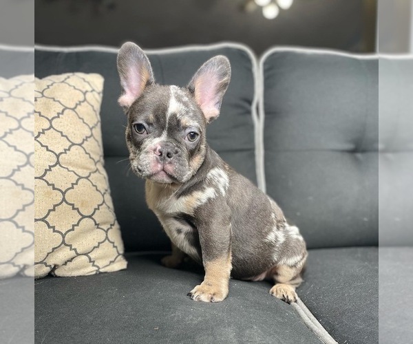 Medium Photo #1 French Bulldog Puppy For Sale in MC DONOUGH, GA, USA