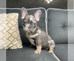 Small Photo #1 French Bulldog Puppy For Sale in MC DONOUGH, GA, USA