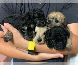 Poodle (Toy)-Schnauzer (Miniature) Mix Litter for sale in SAN JOSE, CA, USA
