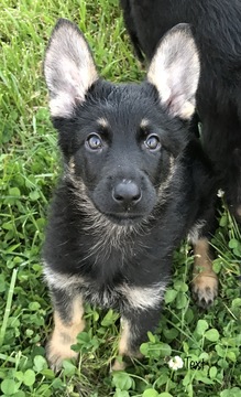 Medium Photo #1 German Shepherd Dog Puppy For Sale in MANCHESTER, TN, USA