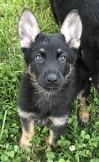 German Shepherd Dog Litter for sale in MANCHESTER, TN, USA