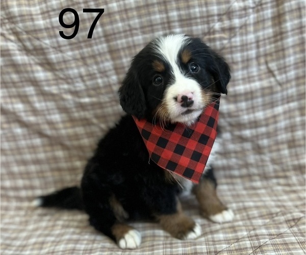 Medium Photo #1 Bernese Mountain Dog Puppy For Sale in ARGONNE, WI, USA