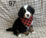 Small Photo #1 Bernese Mountain Dog Puppy For Sale in ARGONNE, WI, USA