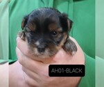 Small Photo #1 Jarkie Puppy For Sale in BERESFORD, SD, USA