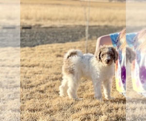 Sheepadoodle Litter for sale in FORT MORGAN, CO, USA