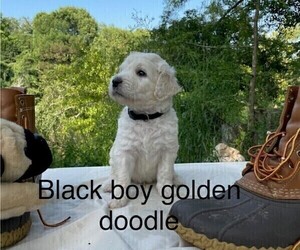 Medium Goldendoodle