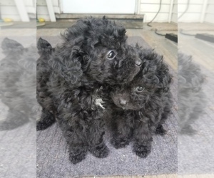 Poodle (Toy) Litter for sale in SPRINGFIELD, MA, USA