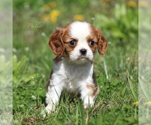 Cavalier King Charles Spaniel Litter for sale in BLUFORD, IL, USA