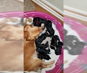 Golden Newfie Litter for sale in HOLLYWOOD, MD, USA