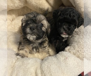 ShihPoo-Zuchon Mix Litter for sale in BRAZIL, IN, USA