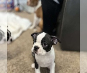 Boston Terrier Litter for sale in WEST POINT, UT, USA