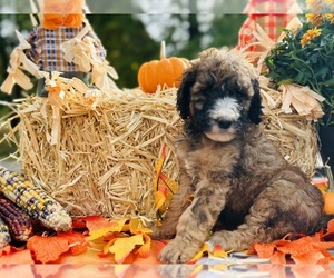 Poodle (Standard) Litter for sale in COXS CREEK, KY, USA