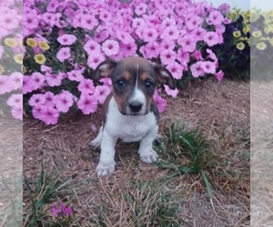 Alapaha Blue Blood Bulldog-Jack Russell Terrier Mix Litter for sale in TOPEKA, IN, USA