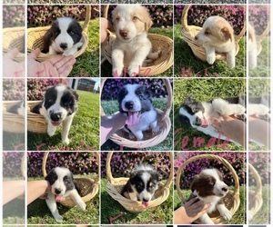 Border Collie Litter for sale in QUINCY, MI, USA