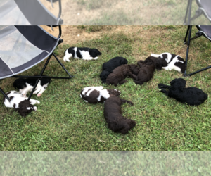Poodle (Standard) Litter for sale in CANTON, NC, USA