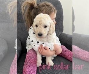 Labradoodle Litter for sale in ASHLAND, WI, USA