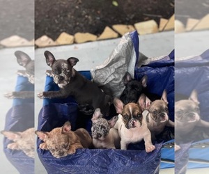 French Bulldog Litter for sale in SPRING, TX, USA