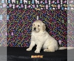 Small Photo #1 Golden Retriever Puppy For Sale in CORONA, CA, USA