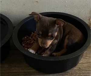 Chihuahua Litter for sale in ARANSAS PASS, TX, USA