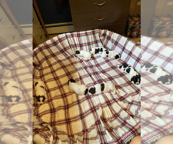 Medium Photo #1 English Springer Spaniel Puppy For Sale in WAUSAUKEE, WI, USA