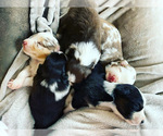 Small Photo #1 Australian Shepherd Puppy For Sale in MINERAL WELLS, TX, USA