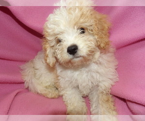 Cavachon Litter for sale in PATERSON, NJ, USA