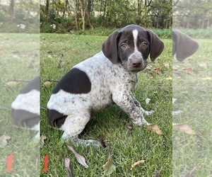 German Shorthaired Pointer Litter for sale in PINCONNING, MI, USA