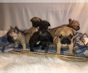 French Bulldog Litter for sale in PENSACOLA, FL, USA
