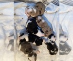 Small Photo #1 Bulldog Puppy For Sale in CHESAPEAKE, VA, USA