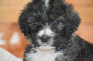 Bernedoodle Litter for sale in FLORA, IL, USA