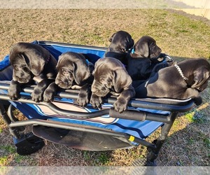 Goldendoodle-Presa Canario Mix Litter for sale in FAYETTEVILLE, NC, USA
