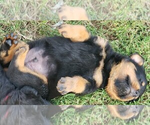 Rottweiler Litter for sale in WESLEY, AR, USA