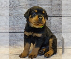 Rottweiler Litter for sale in BONAPARTE, IA, USA