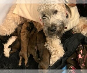 Soft Coated Wheaten Terrier Litter for sale in ACTON, TX, USA