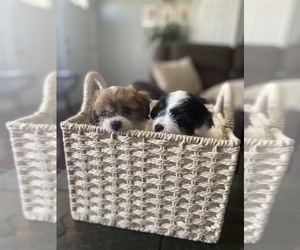 Lhatese-Maltese Mix Litter for sale in ONTARIO, CA, USA