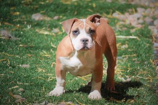 American Pit Bull Terrier Litter for sale in COLORADO SPRINGS, CO, USA
