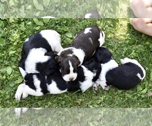 English Springer Spaniel Litter for sale in LITTLE SUAMICO, WI, USA