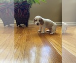 Small Photo #1 Beagle Puppy For Sale in NATHALIE, VA, USA