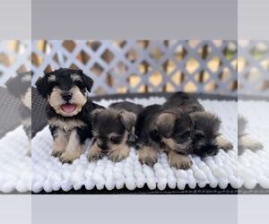 Schnauzer (Miniature) Litter for sale in FREEPORT, NY, USA