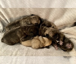 Pug Litter for sale in HILLTOP LAKES, TX, USA