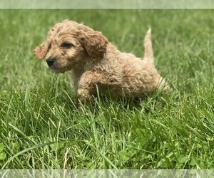 Irish Doodle Litter for sale in COLONIAL HEIGHTS, TN, USA