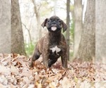 Small Photo #1 Boxer Puppy For Sale in WARSAW, IN, USA