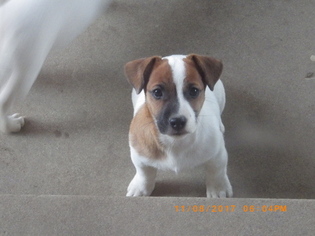 Jack Russell Terrier Litter for sale in CINCINNATI, OH, USA