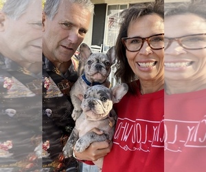 French Bulldog Litter for sale in EASTVALE, CA, USA