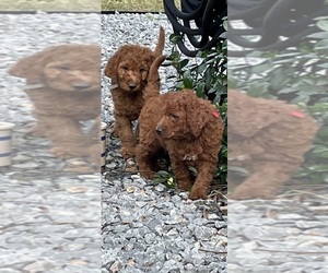 Irish Doodle Litter for sale in WILMINGTON, NC, USA