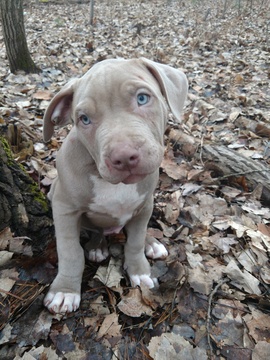 Medium Photo #1 American Bully Puppy For Sale in LAKE CITY, MI, USA
